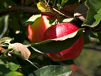 Apples