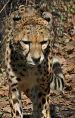 Cheetah 